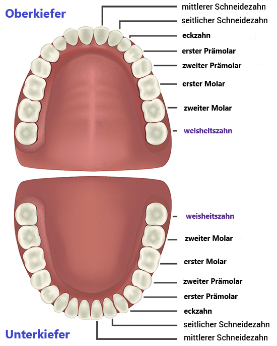 Anatomie des Ober- und Unterkiefers mit hervorgehobenen Weisheitszähnen – Darstellung der Position der Weisheitszähne in beiden Kiefern.